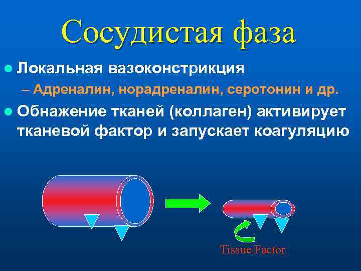 Сосудистая фаза l Локальная  вазоконстрикция – Адреналин, норадреналин, серотонин и др. l