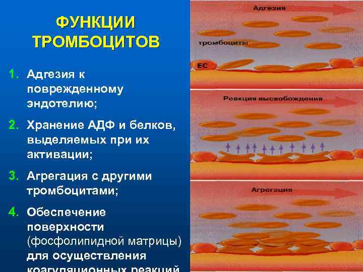  ФУНКЦИИ  ТРОМБОЦИТОВ 1. Адгезия к  поврежденному  эндотелию; 2. Хранение АДФ