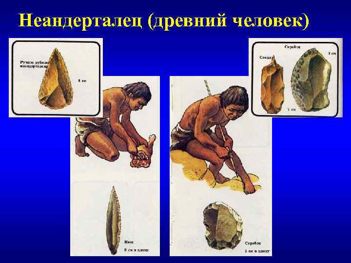 Неандерталец (древний человек) 