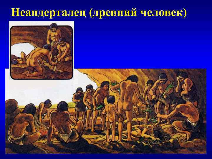 Неандерталец (древний человек) 
