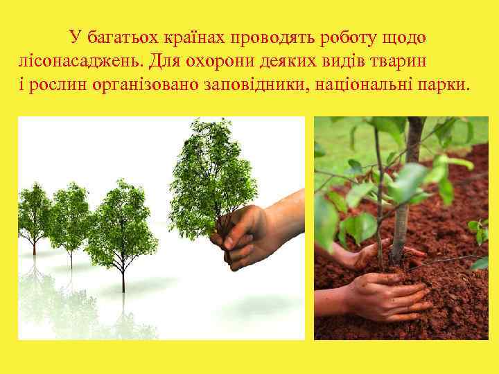  У багатьох країнах проводять роботу щодо лісонасаджень. Для охорони деяких видів тварин і