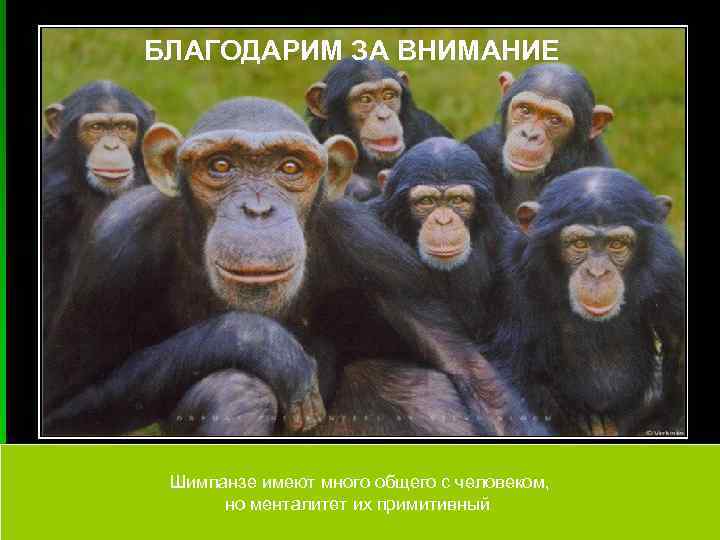 БЛАГОДАРИМ ЗА ВНИМАНИЕ Шимпанзе имеют много общего с человеком,  но менталитет их примитивный
