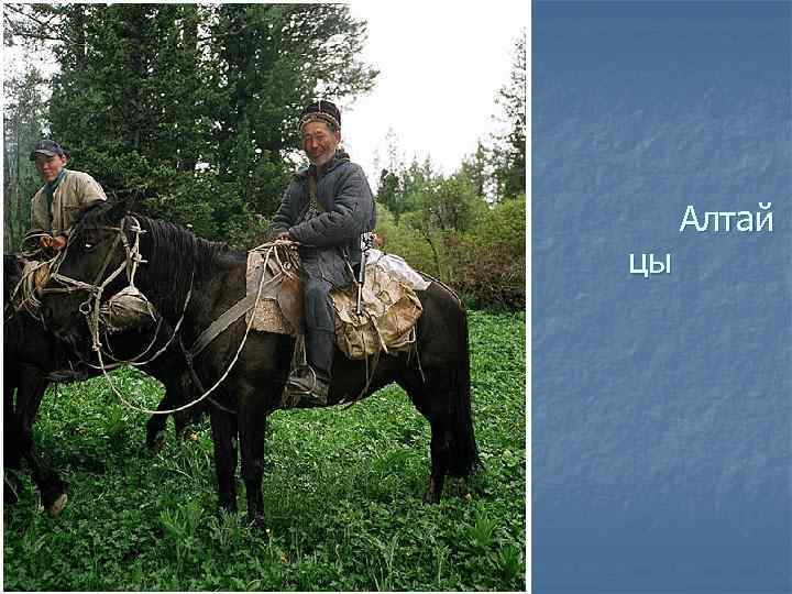  Алтай цы 