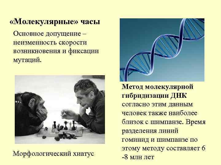 «Молекулярные» часы Основное допущение – неизменность скорости возникновения и фиксации мутаций. «Молекулярные» часы Основное допущение – неизменность скорости возникновения и фиксации мутаций.