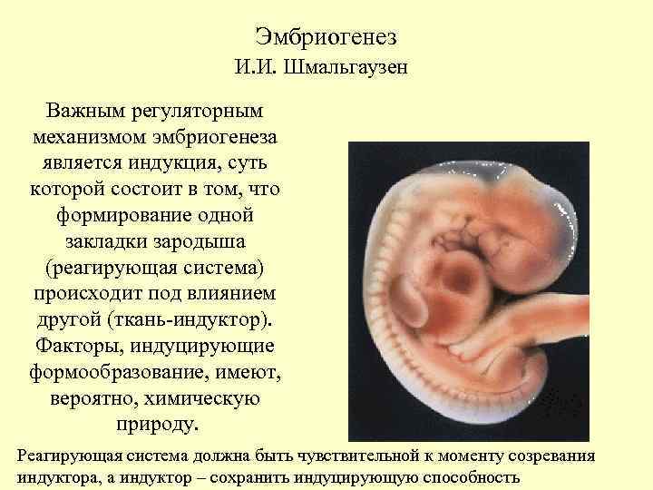 Эмбриогенез И. И. Шмальгаузен Эмбриогенез И. И. Шмальгаузен