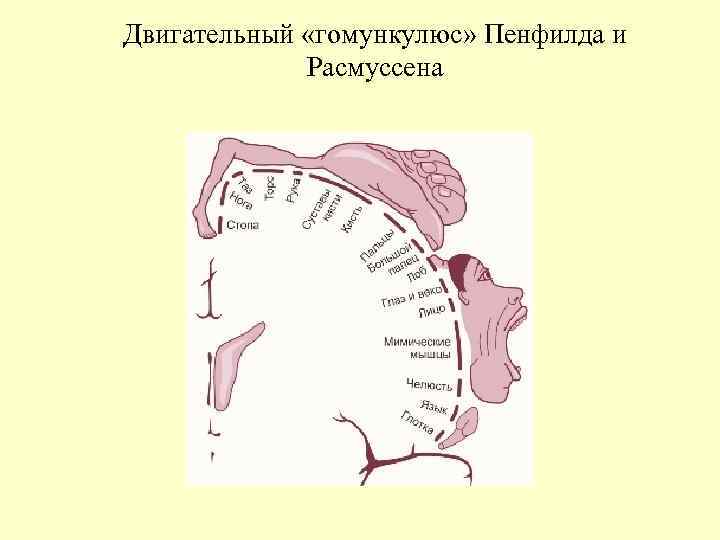 Двигательный «гомункулюс» Пенфилда и Расмуссена Двигательный «гомункулюс» Пенфилда и Расмуссена
