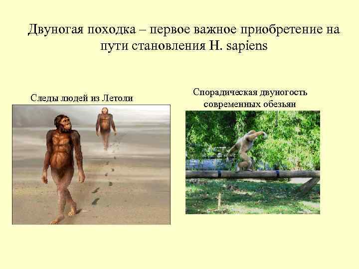 Двуногая походка – первое важное приобретение на пути становления H. sapiens Двуногая походка – первое важное приобретение на пути становления H. sapiens