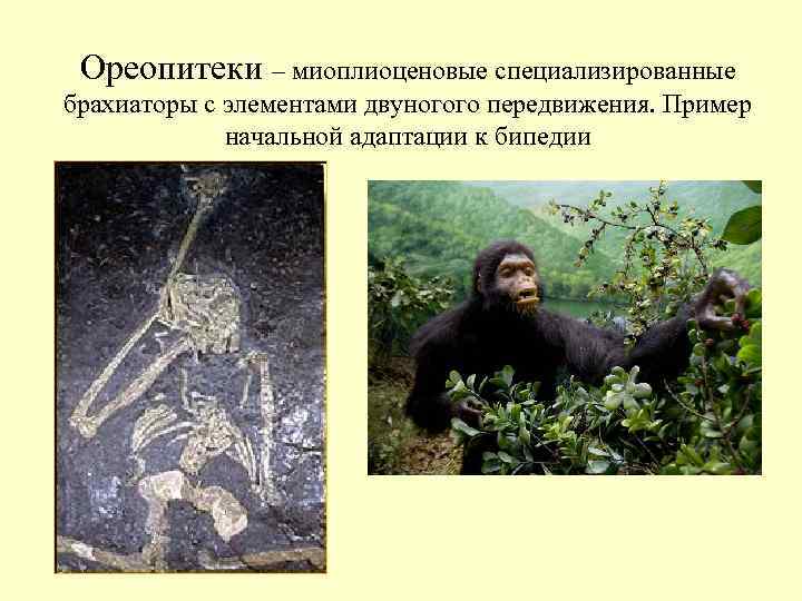 Ореопитеки – миоплиоценовые специализированные брахиаторы с элементами двуногого передвижения. Пример Ореопитеки – миоплиоценовые специализированные брахиаторы с элементами двуногого передвижения. Пример