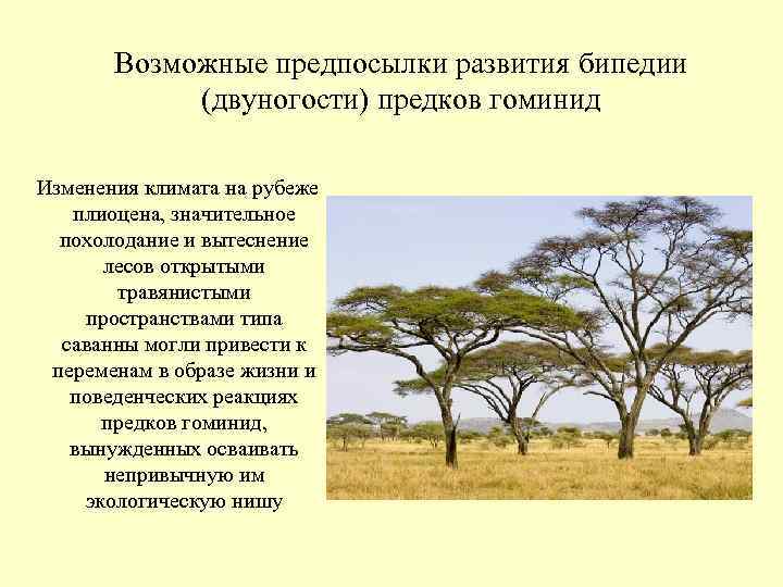 Возможные предпосылки развития бипедии (двуногости) предков гоминид Изменения Возможные предпосылки развития бипедии (двуногости) предков гоминид Изменения
