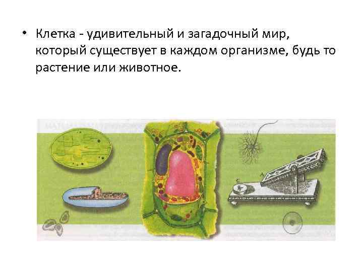  • Клетка - удивительный и загадочный мир, который существует в каждом организме, будь