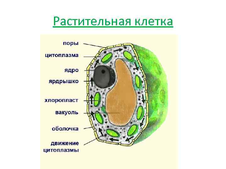 Структура растительной клетки 6 класс. Оболочка растительной клетки. Обобщенная растительная клетка. Рис 1 растительная клетка.