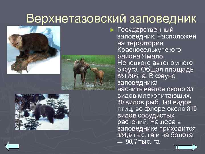 Верхнетазовский заповедник   ►  Государственный   заповедник. Расположен   на