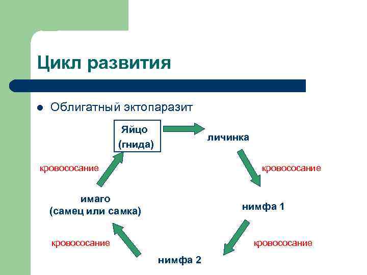 Цикл развития l  Облигатный эктопаразит     Яйцо   