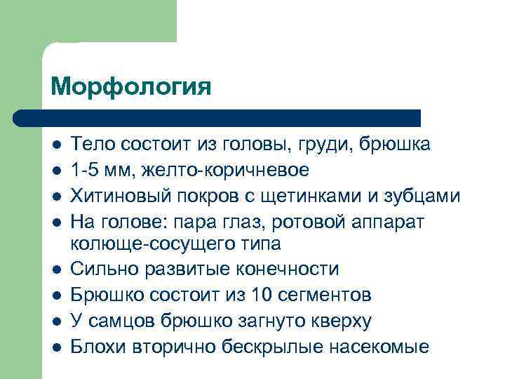 Морфология l  Тело состоит из головы, груди, брюшка l  1 -5 мм,