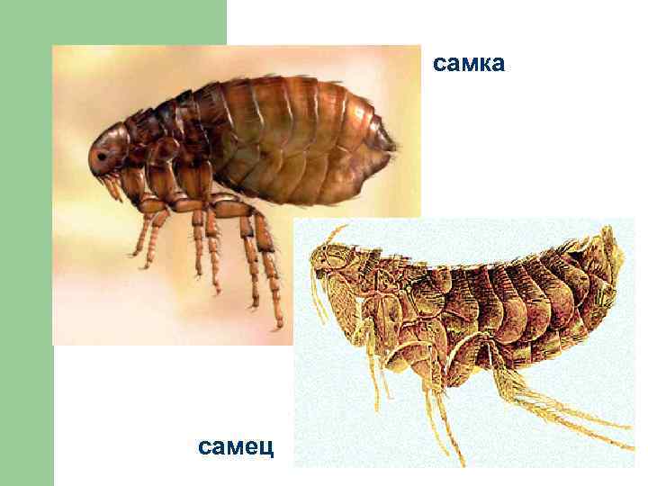 Человеческая блоха самец и самка рисунок