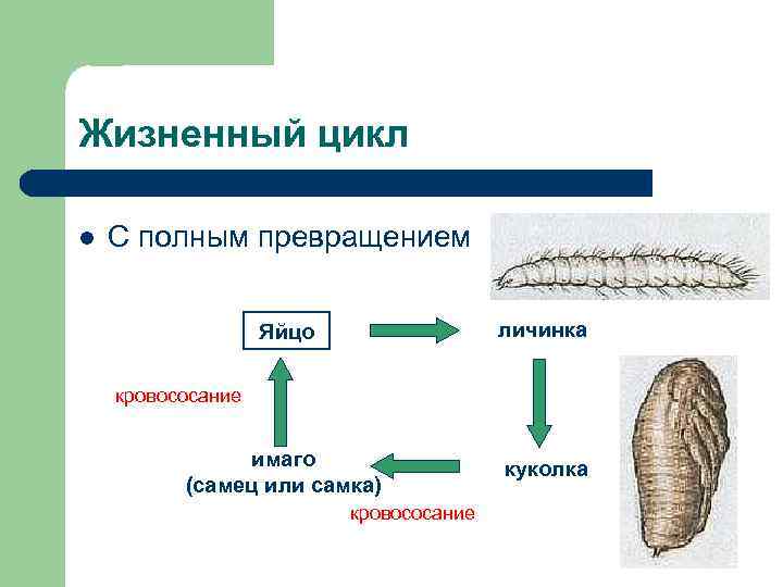 Жизненный цикл l  С полным превращением     Яйцо  