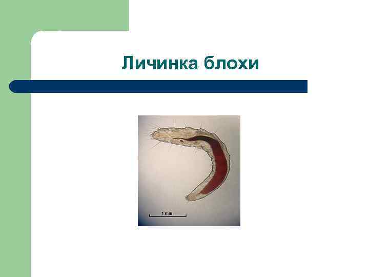 Личинка блохи 