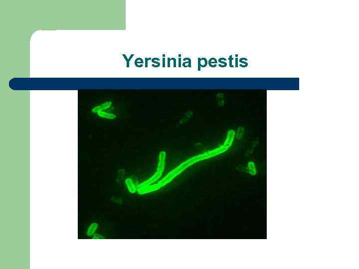 Yersinia pestis 