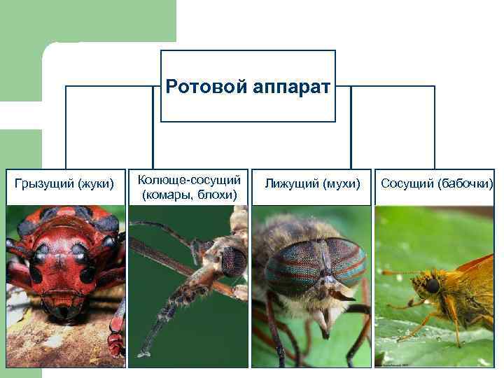 Стадия имаго грызущего типа