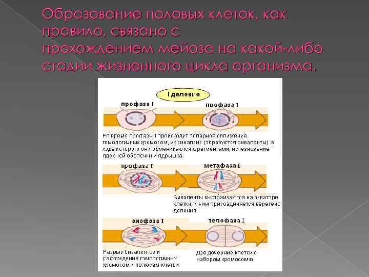 Образование половых клеток, как правило, связано с прохождением мейоза на какой-либо стадии жизненного цикла