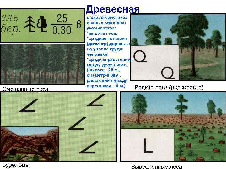    Древесная   в характеристиках   лесных массивов  