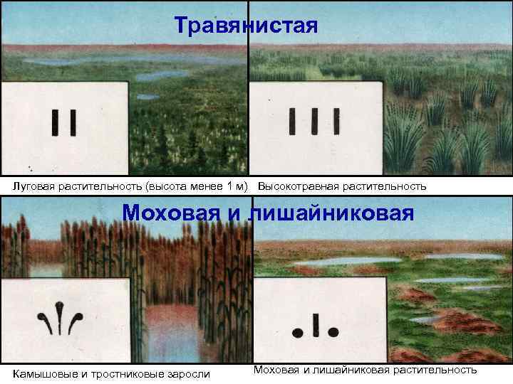       Травянистая Луговая растительность (высота менее 1 м) Высокотравная