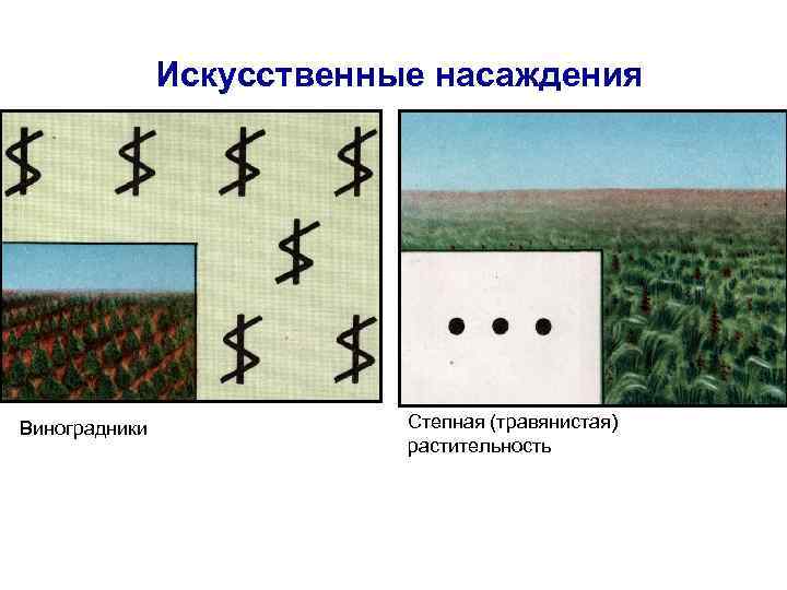     Искусственные насаждения Виноградники    Степная (травянистая)  