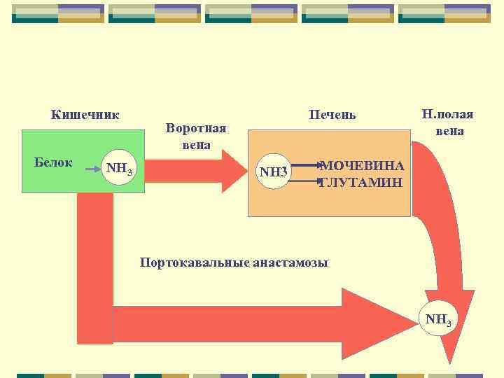 Кишечник Печень Н. полая Кишечник Печень Н. полая
