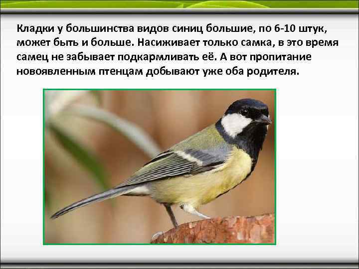 Кладки у большинства видов синиц большие, по 6 -10 штук,  может быть и