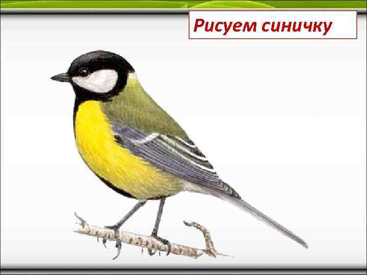 Рисуем синичку 