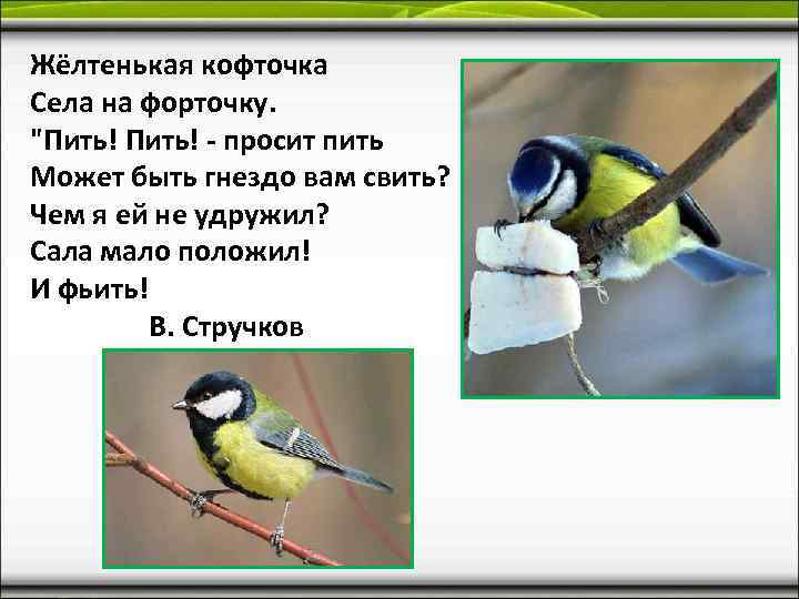 Жёлтенькая кофточка Села на форточку. 