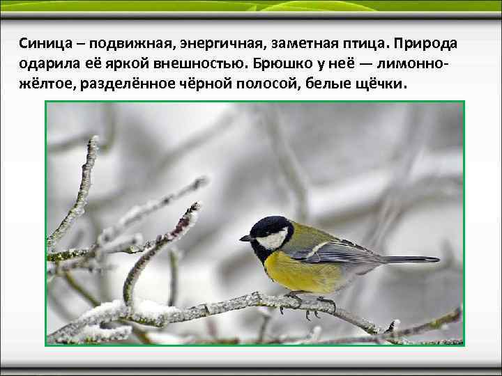Синица – подвижная, энергичная, заметная птица. Природа одарила её яркой внешностью. Брюшко у неё