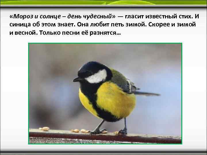 «Мороз и солнце – день чудесный» — гласит известный стих. И синица об