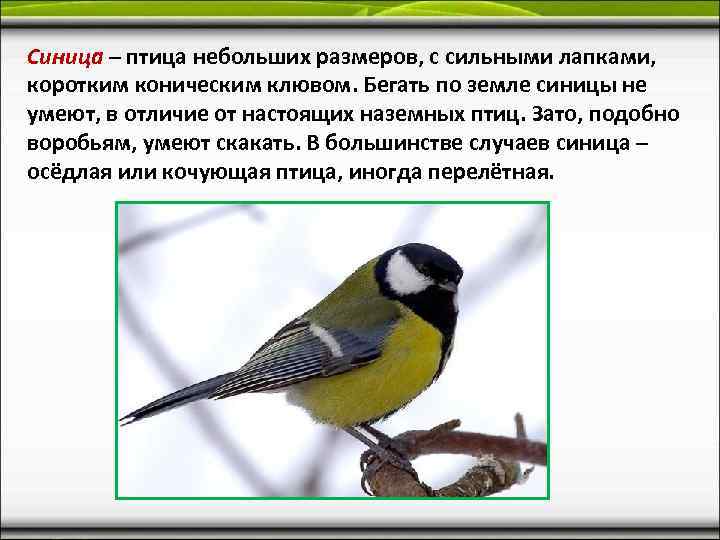 Синица – птица небольших размеров, с сильными лапками,  коротким коническим клювом. Бегать по
