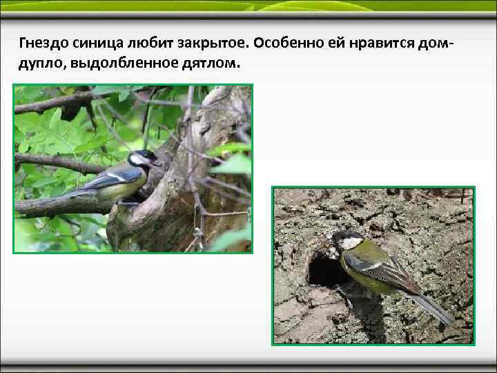 Гнездо синица любит закрытое. Особенно ей нравится дом- дупло, выдолбленное дятлом. 