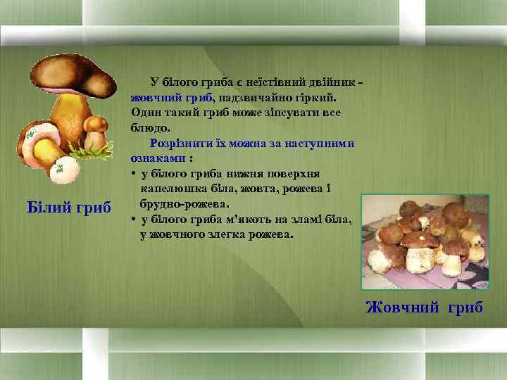     У білого гриба є неїстівний двійник -   