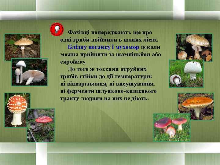  Фахівці попереджають ще про одні гриби-двійники в наших лісах.  Блідну поганку і