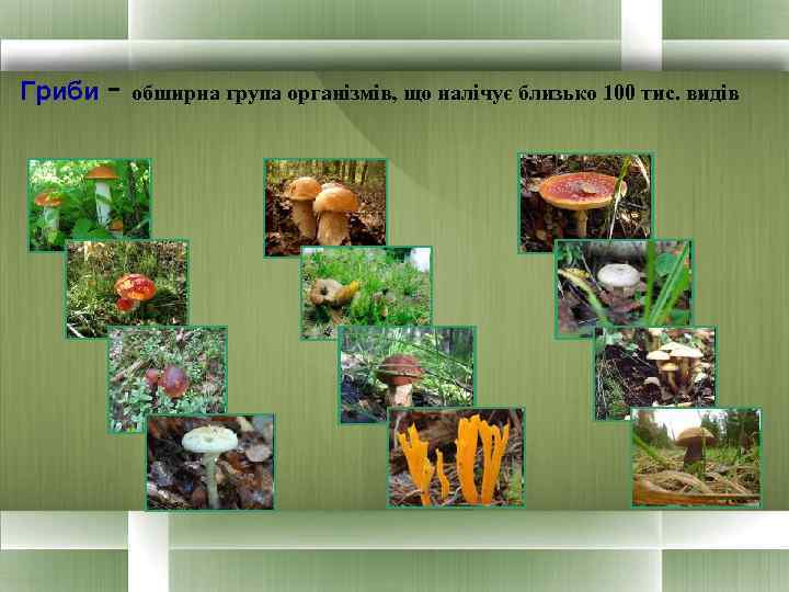 Гриби - обширна група організмів, що налічує близько 100 тис. видів 