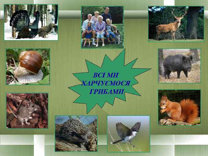   ВСІ МИ ХАРЧУЄМОСЯ  ГРИБАМИ 