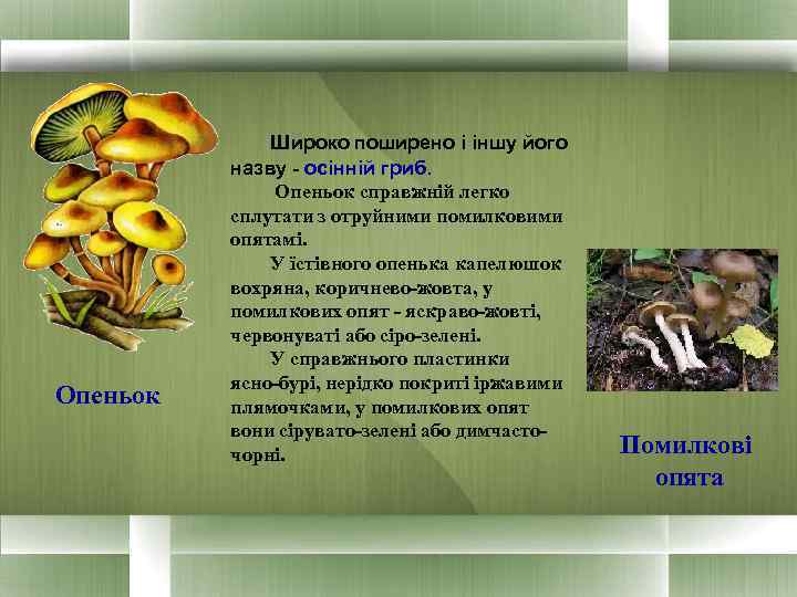     Широко поширено і іншу його  назву - осінній гриб.