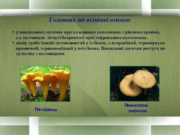    Головних дві відмінні ознаки:  • у помилкових лисичок кругла воронка