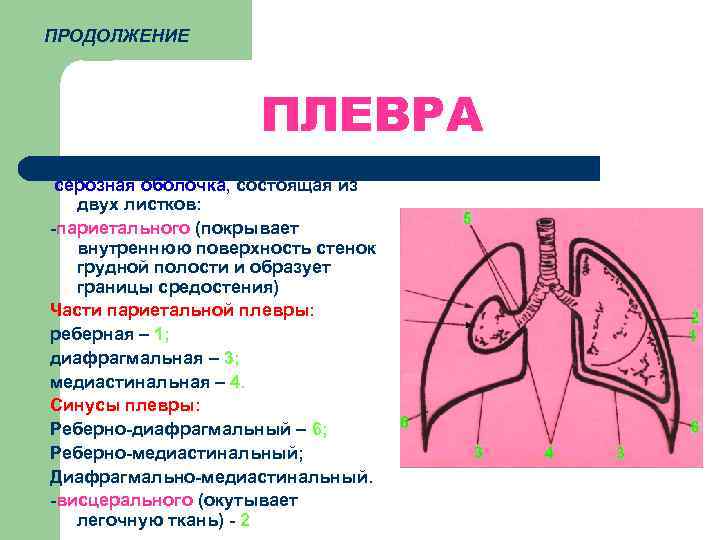 ПРОДОЛЖЕНИЕ    ПЛЕВРА серозная оболочка, состоящая из  двух листков: -париетального (покрывает