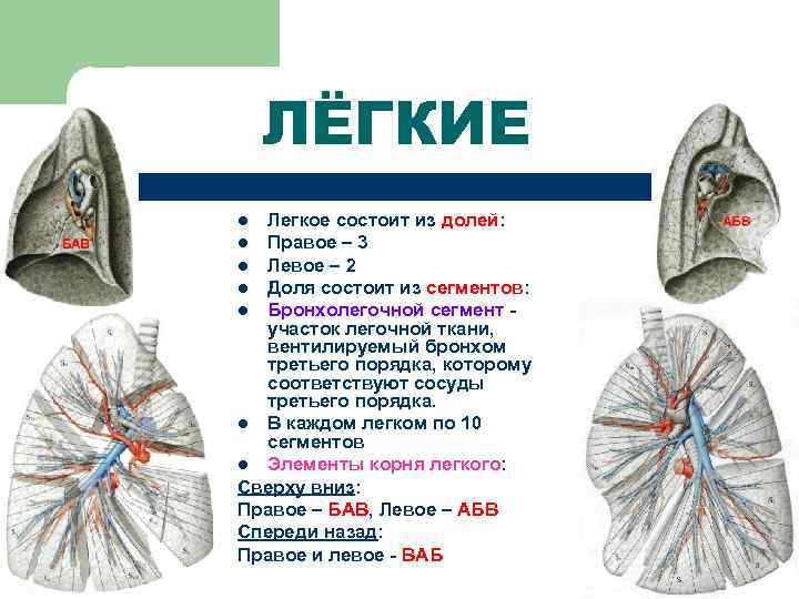   ЛЁГКИЕ l Легкое состоит из долей: l Правое – 3 l Левое