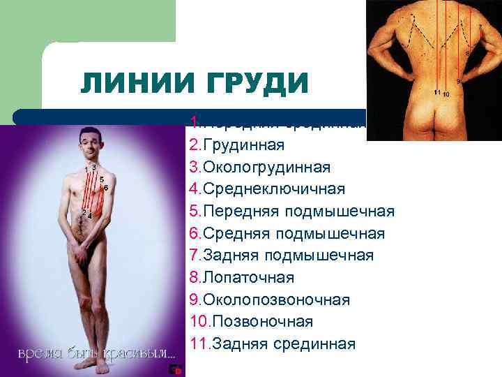 ЛИНИИ ГРУДИ 1. Передняя срединная 2. Грудинная 3. Окологрудинная 4. Среднеключичная 5. Передняя подмышечная