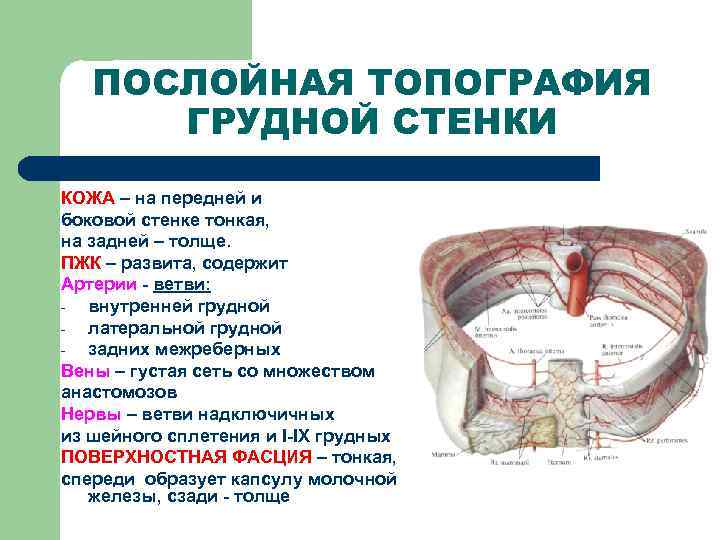   ПОСЛОЙНАЯ ТОПОГРАФИЯ  ГРУДНОЙ СТЕНКИ КОЖА – на передней и боковой стенке