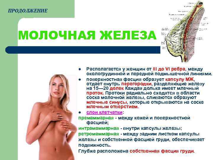 ПРОДОЛЖЕНИЕ  МОЛОЧНАЯ ЖЕЛЕЗА    l Располагается у женщин от III до