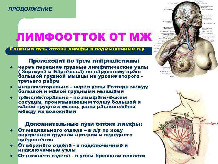 ПРОДОЛЖЕНИЕ   ЛИМФООТТОК ОТ МЖ Главный путь оттока лимфы в подмышечные л/у 