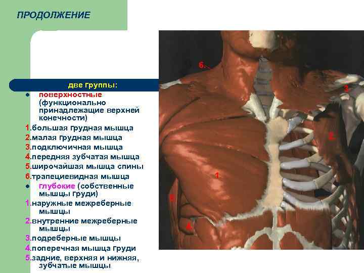 ПРОДОЛЖЕНИЕ  l  две группы:  l поверхностные (функционально принадлежащие верхней конечности) 1.