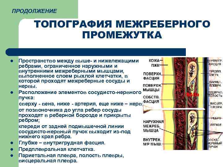 ПРОДОЛЖЕНИЕ  ТОПОГРАФИЯ МЕЖРЕБЕРНОГО    ПРОМЕЖУТКА l  Пространство между выше- и