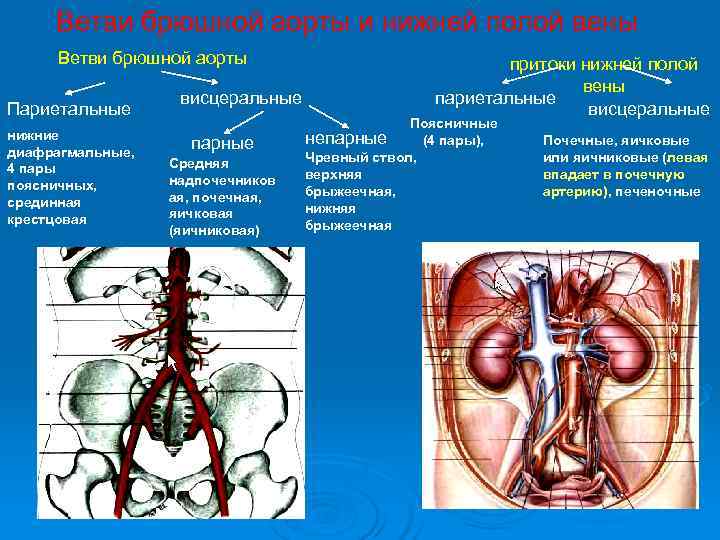  Ветви брюшной аорты и нижней полой вены Ветви брюшной аорты   